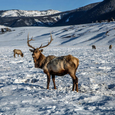 Carol Highsmith - Elk at the elk refuge in Jackson Hole, Wyoming, 2016