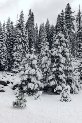 Carol Highsmith - Snowy Scene on California Highway 36, south of Lassen Volcanic National Park, 2012