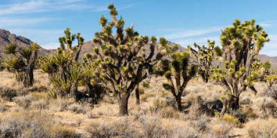 Carol Highsmith - Joshua Trees in the Mojave National Preserve, California, 2012