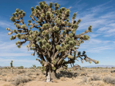 Carol Highsmith - Joshua Trees in the Mojave National Preserve, California, 2012