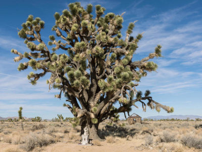Carol Highsmith - Joshua Trees in the Mojave National Preserve, California, 2012