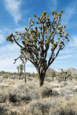Carol Highsmith - Joshua Trees in the Mojave National Preserve in California, 2012