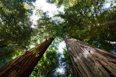 Carol Highsmith - The Redwood National and State Parks (RNSP) along the coast of northern California, 2012