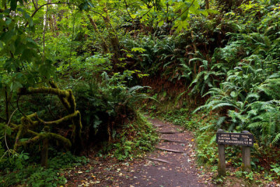 Carol Highsmith - Fern Canyon  in the Prairie Creek Redwoods State Park, California, 2012