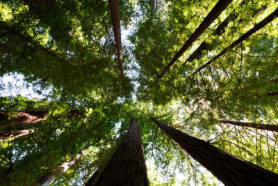 Carol Highsmith - The Redwood National and State Parks (RNSP) along the coast of northern California, 2012
