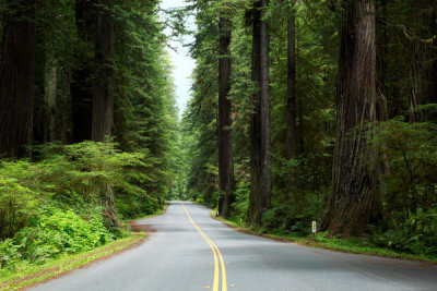 Carol Highsmith - A road winds through the Redwood National and State Parks along the coast of northern California, 2012