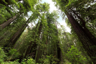 Carol Highsmith - The Redwood National and State Parks along the coast of northern California, 2012