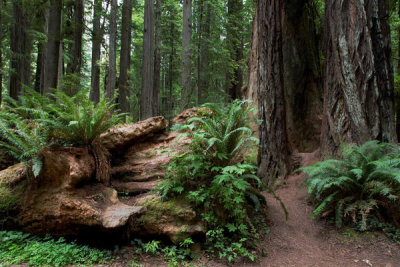 Carol Highsmith - The Redwood National and State Parks along the coast of northern California, 2012