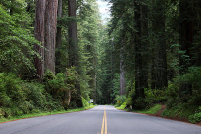 Carol Highsmith - Redwood National and State Parks on U.S. 101 in Northern California, 2013