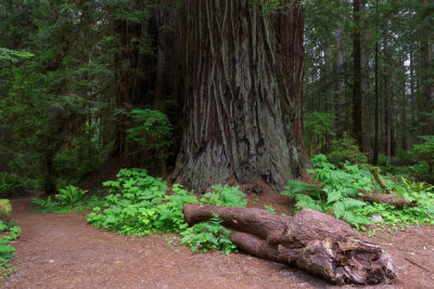 Carol Highsmith - Redwood National and State Parks on U.S. 101 in Northern California, 2013