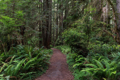 Carol Highsmith - Redwood National and State Parks on U.S. 101 in Northern California, 2013