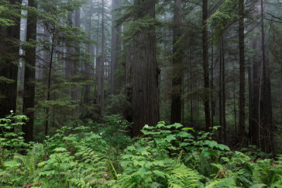 Carol Highsmith - Redwood National and State Parks on U.S. 101 in Northern California, 2013