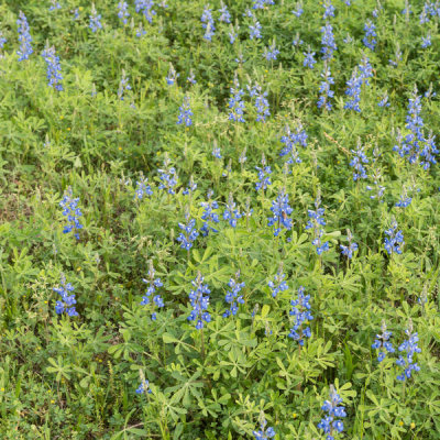 Carol Highsmith - Bluebonnets in Big Thicket National Preserve, Texas, 2014