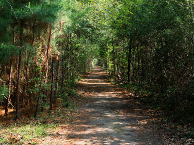 Carol Highsmith - Path through Big Thicket National Preserve, Texas, 2014