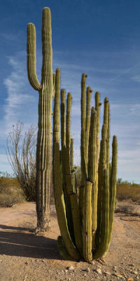 Carol Highsmith - Cactuses that give their name to the Organ Pipe Cactus National Monument, Arizona, 2018