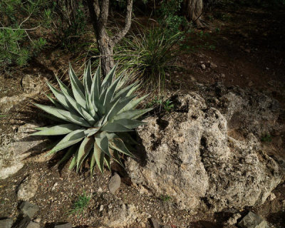 Carol Highsmith - Agave among the rocks at Tonto Natural Bridge State Park, Arizona, 2018