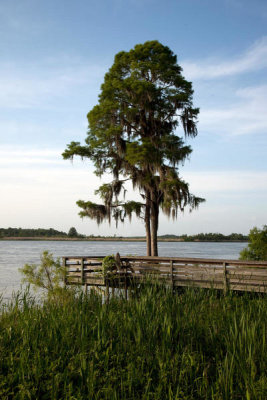 Carol Highsmith - Blakeley State Park located on the Tensaw River in Alabama, 2010