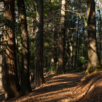 Carol Highsmith - Mountainside trail in Shasta-Trinity National Forest, California, 2012