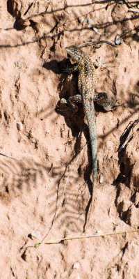 Carol Highsmith - A lizard on the floor of Palo Duro Canyon.Texas, 2014