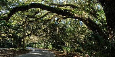Carol Highsmith - Canopy Road, leading to the Fort Clinch State Park, Florida, 2020