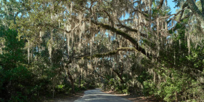 Carol Highsmith - Canopy Road, leading to the Fort Clinch State Park, Florida, 2020