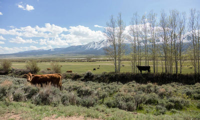 Carol Highsmith - Cows near the North Platte River, Colorado, 2016