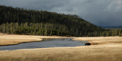 Carol Highsmith - A lone bison at the Firehole River in Yellowstone National Park, Wyoming, 2015
