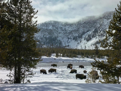 Carol Highsmith - Bison forage in Yellowstone National Park, Wyoming, 2016
