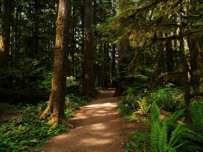 Carol Highsmith - The sun dappled trail to Marymere Falls, Olympic National Park, Washington State, 2018