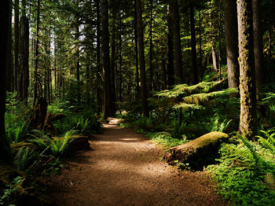 Carol Highsmith - The sun dappled trail to Marymere Falls, Olympic National Park, Washington State, 2018