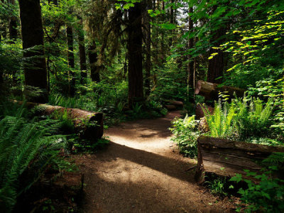 Carol Highsmith - The sun dappled trail to Marymere Falls, Olympic National Park, Washington State, 2018