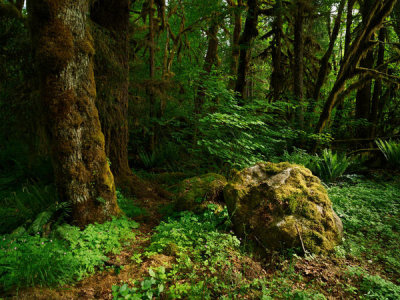 Carol Highsmith - The trail to Marymere Falls, Olympic National Park, Washington State, 2018