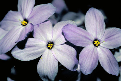 Dr. Thomas G. Barnes - Creeping Phlox (Phlox subulata)