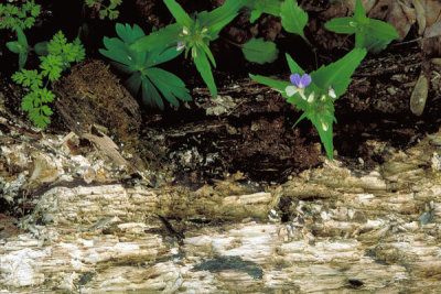 Dr. Thomas G. Barnes - Blue-eyed Mary (Collinsia verna)