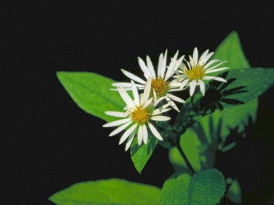 Dr. Thomas G. Barnes - Rockcastle Aster (Eurybia saxicastellii)