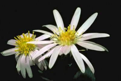 Dr. Thomas G. Barnes - Rockcastle Aster (Eurybia saxicastellii)