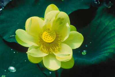Elise Smith - Lotus Flower