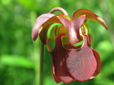 Gary Peeples - Mountain sweet pitcher plant flower