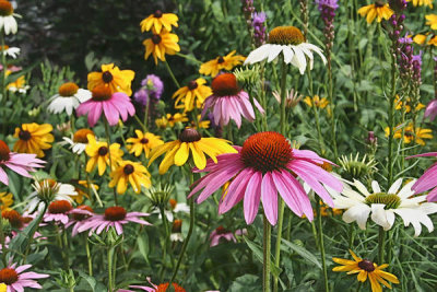 Susan Rachlin - Cone Flowers