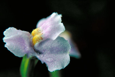 Dr. Thomas G. Barnes - Winged Monkey Flower (Mimulus alatus)