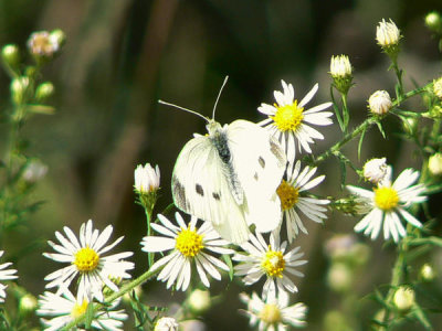 Laura Perlick - Cabbage butterfly on aster