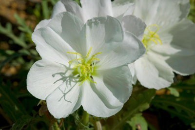 Steve Hillebrand - Desert Flower