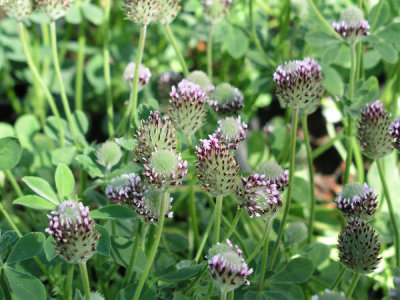 Valary Bloom - Showy Indian Clover (Trifolium amoenum)