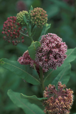 Ryan Hagerty - Milkweed (Asclepias syriaca)