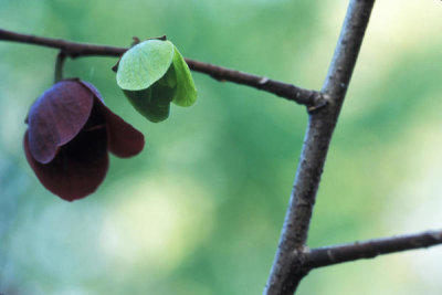 Ryan Hagerty - Pawpaw (Asimina triloba)