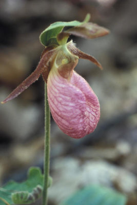 Ryan Hagerty - Pink Lady's Slipper (Cypripedium acaule)