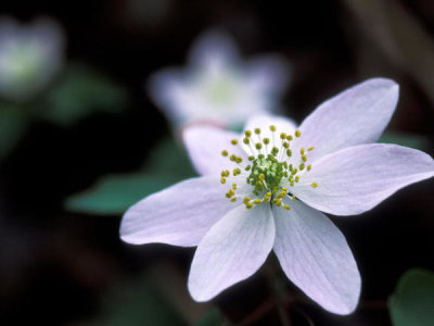 Ryan Hagerty - Rue Anenome (Thalictrum thalictroides)