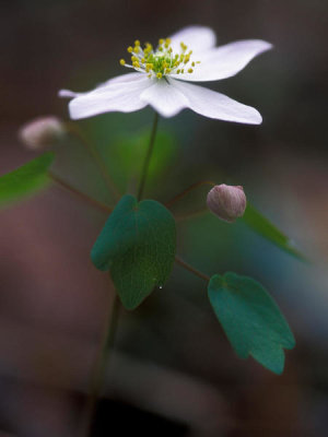 Ryan Hagerty - Rue Anenome (Thalictrum thalictroides)