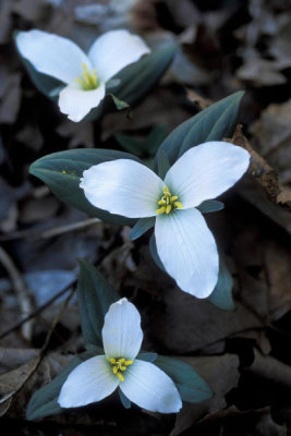 Ryan Hagerty - Snow trillium (Trillium nivale)