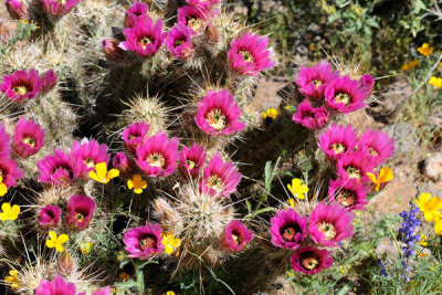George Gentry - Flowering Barrel Cacti in the Sonoran Desert